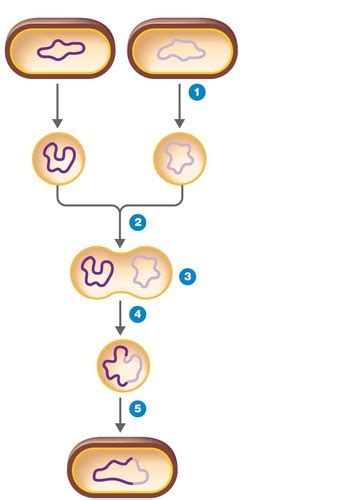 Micro Chapter 8 Recombinant Dna Technology Flashcards Quizlet