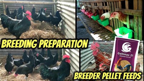 Mga Dapat Gawin Bago Mag Breeding Ng Manok Effective Na Breeder