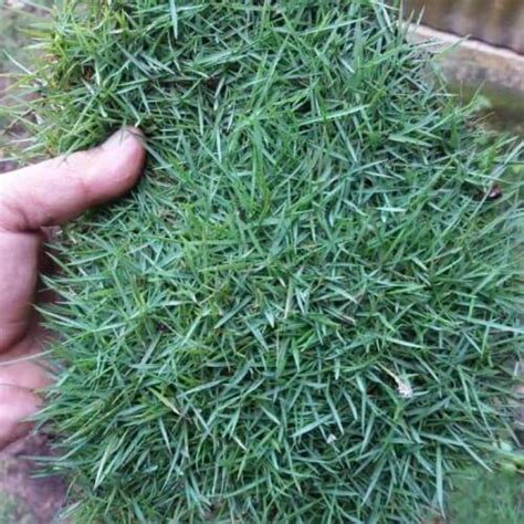 Agen Rumput Jepang Jual Rumput Peking Ukuran 100cm X 50cm Lazada