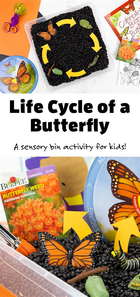 The Life Cycle Of A Butterfly Is Shown In An Open Box With Butterflies