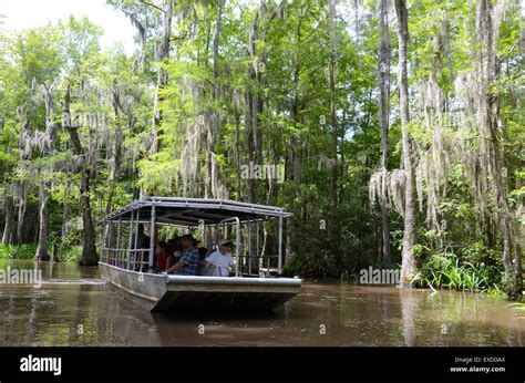 Boat Tour Swamp Louisiana Pearl River Bayou New Orleans Stock Photo Alamy