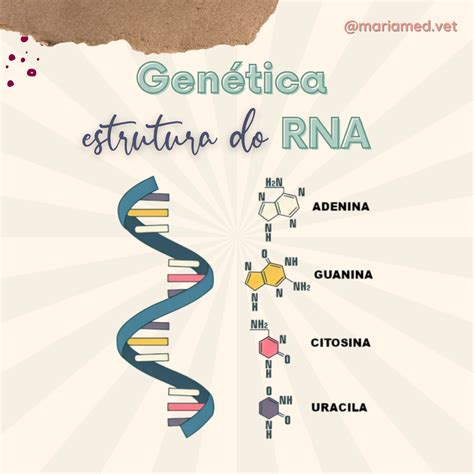 Qual é A Função Do Rna