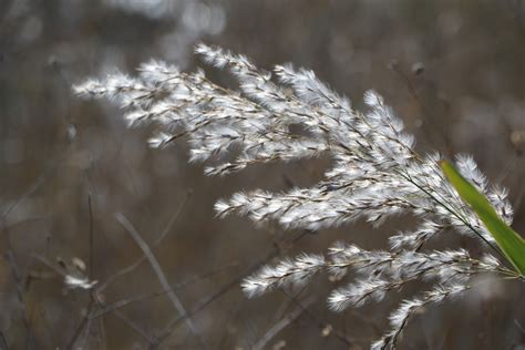 Free Images Tree Water Nature Branch Snow Winter Sunlight Leaf