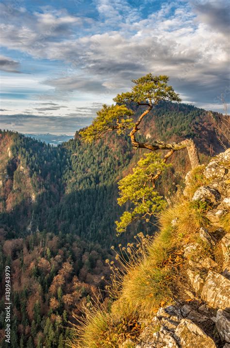 Dwarf Pine Tree On Sokolica Peak Pieniny Poland Stock Photo Adobe Stock