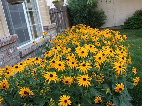 Boise Daily Photo Garden Shot Black Eyed Susans