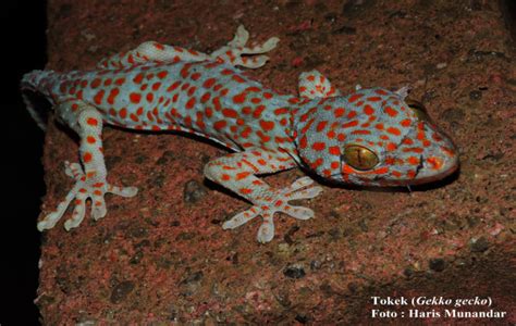 Tokek (Gekko gecko Linnaeus, 1758) / Tokay Gecko | Perhimpunan ...