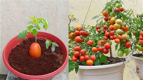 Few People Know That It Is Possible To Propagate This Way Grow Tomato Plant Garden Grafting