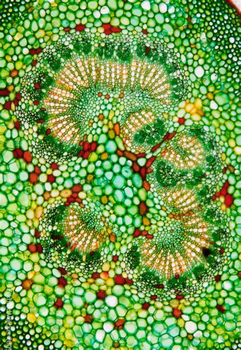 Plant Cells Microscopic Photography Microscopic Images Patterns In