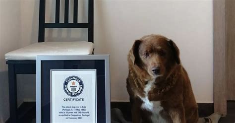 'World's oldest dog' Bobi has Guinness World Record suspended as age is ...