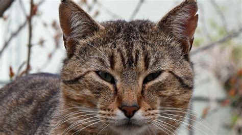 Understanding Feline Hair Loss on Ears: Causes and Solutions ...