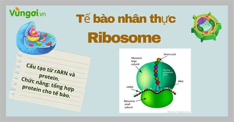 Lý thuyết ribosome nhà máy tổng hợp protein của tế bào sinh 10