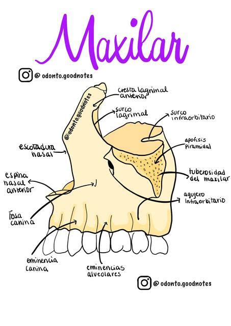 Hueso Maxilar | Odonto.goodnotes | uDocz