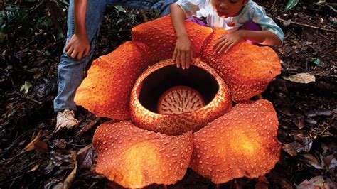 Rafflesia Arnoldii La Fleur La Plus Grande Du Monde