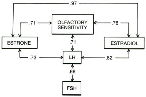 Sex Differences And Reproductive Hormone Influences On Human Odor Perception Pmc