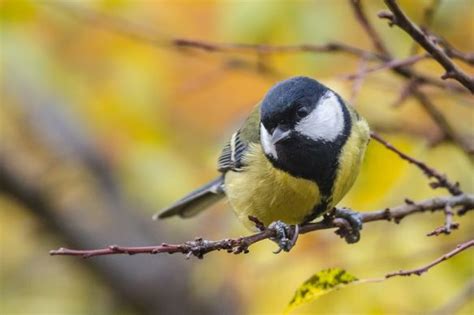 Ogļuzīle Lielā Zīlīte Parus Major Parus Major Great Tit Majors