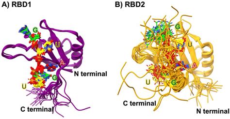 A Superimposition Of The Nmr Structures Of Msi Rbd Pdb Id