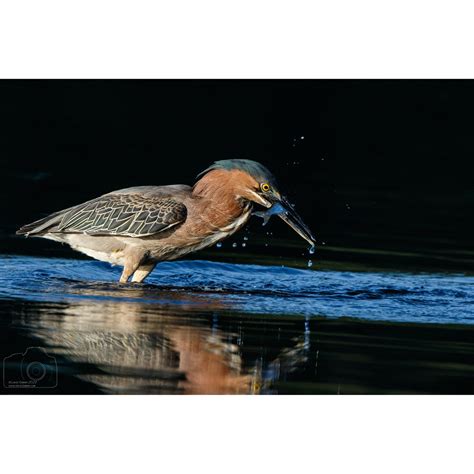 Green Heron fishing — Lewis Kemper Photography