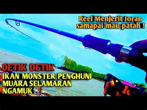 Mancing Viral Mancing Di Muara Dapat Sambaran Ikan Kerapu Monster