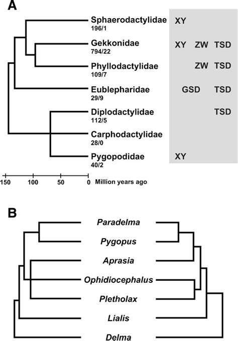 Phylogenetic Relationship And Sex Determination Systems In Gekkota A