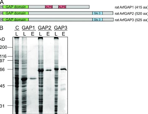 Expression And Purifi Cation Of Recombinant Arfgap Arfgap And