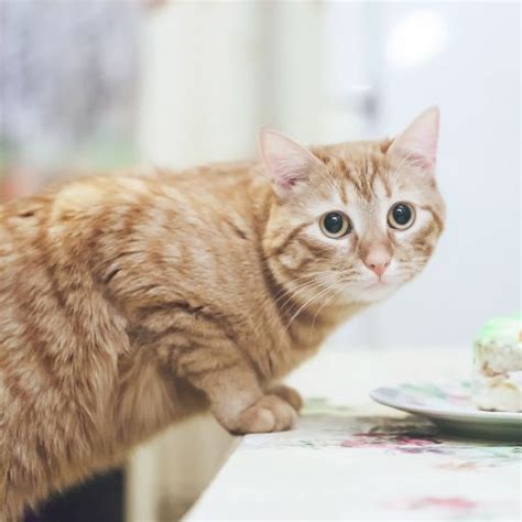 5 Weight Loss Cat Food For Overweight Indoor Cats