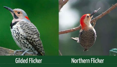 Gilded Flicker Vs Northern Flicker How Are They Different Optics Mag