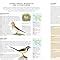 The Complete Illustrated Encyclopedia Of Birds Of The World A Detailed