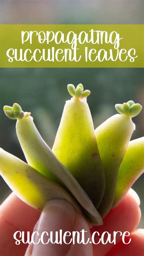 Propagating Succulents 4 Ways: The Best Guide Ever