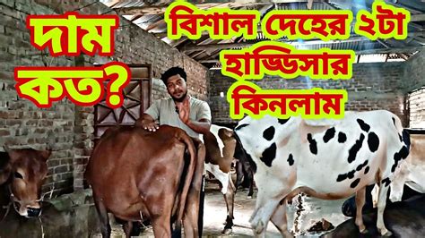 বিশাল দেহের ২ টা হাড্ডিসার কিনলাম। বড় গরু কেন কিনলাম And দাম কত Youtube