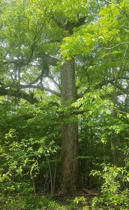 Durand Oak Quercus Durandii Arkansas Department Of Agriculture