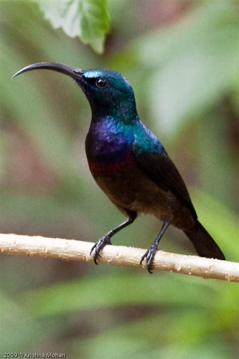 Male Loten’s Sunbird – Krishna Mohan Photography