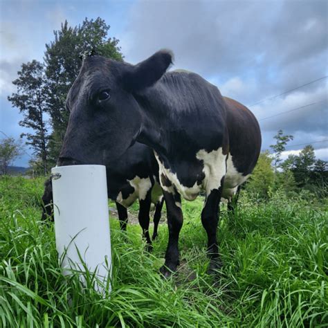 Cattle Automatic Waterer (Ultimate) – Drinking Post Automatic Waterer