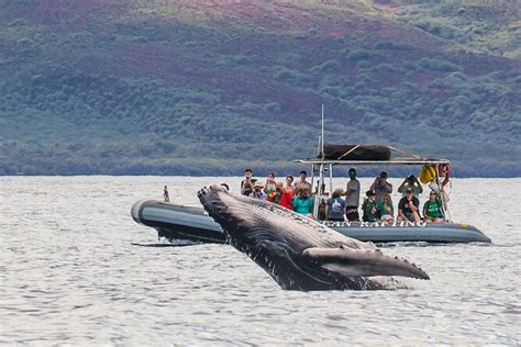 Tour De Observaci N De Ballenas A Nivel Ocular Desde Lahaina