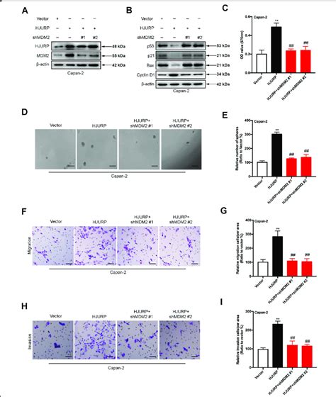 Mdm Is Required For Hjurp Induced Malignant Behaviors In Pdac A B