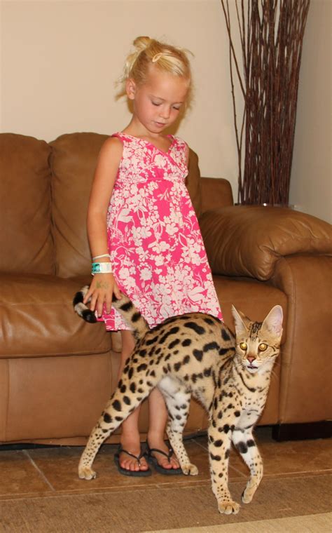 F1 thru F5 Savannah Cat Size Guide | African Cats | Savannah Cat Breed