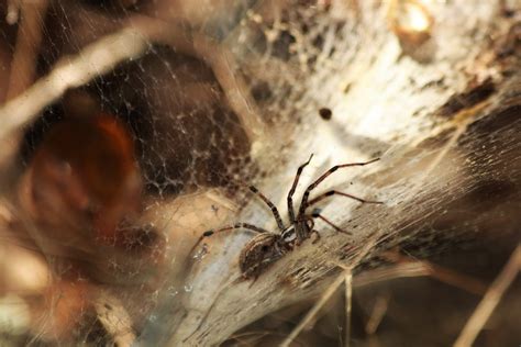 Funnel Spider In Web Free Stock Photo - Public Domain Pictures