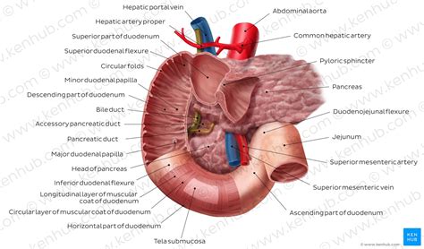 Duodenum: Anatomy, histology, composition, functions | Kenhub