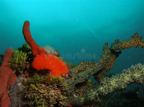 Red Coral In South Florida Picture Image 5741757