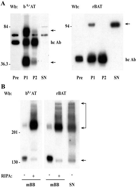 RBAT B0 AT Heterodimer Is The Main Apical Reabsorption System For