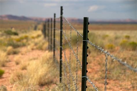 Free Images Tree Marsh Bird Fence Barbed Wire Field Meadow