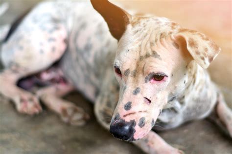 Como É A Sarna Em Cachorro