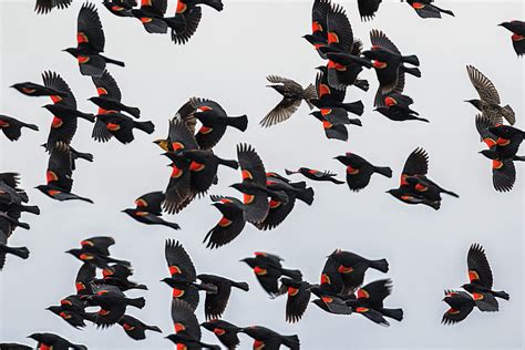 A Flock Of Mostly Red Winged Blackbirds Takes Flight Photograph By