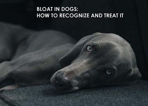 Bloat In Dogs How To Recognize And Treat It Allivet Pet Care Blog