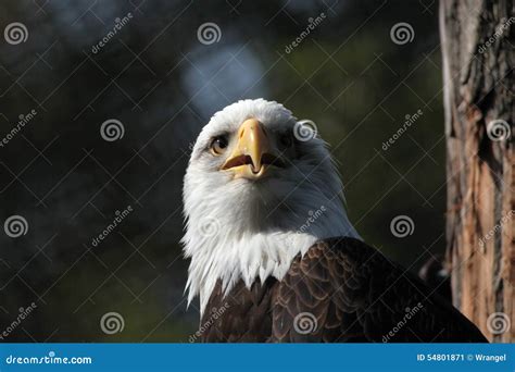 Bald Eagle (Haliaeetus Leucocephalus) Stock Image - Image of bald, prey