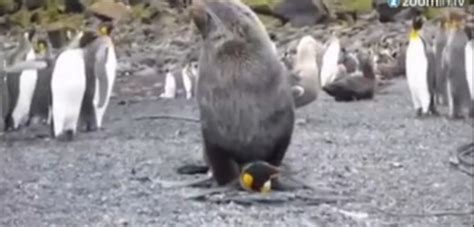 En Video León Marino Abusa Sexualmente De Un Pingüino Minuto30