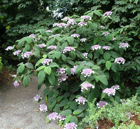 Hydrangea aspera – Mark McNee