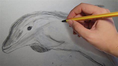 COMO DIBUJAR UN DELFIN REALISTA A LAPIZ Paso A Paso YouTube