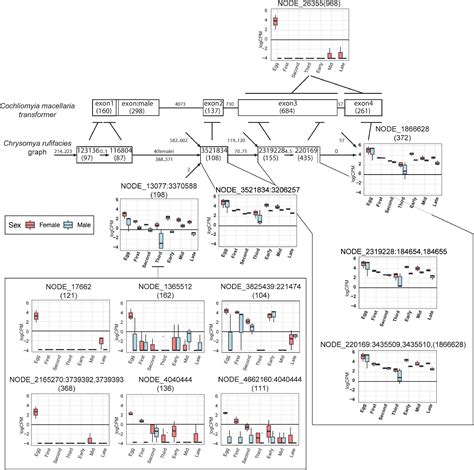 Frontiers Sexual Dimorphism In Growth Rate And Gene Expression