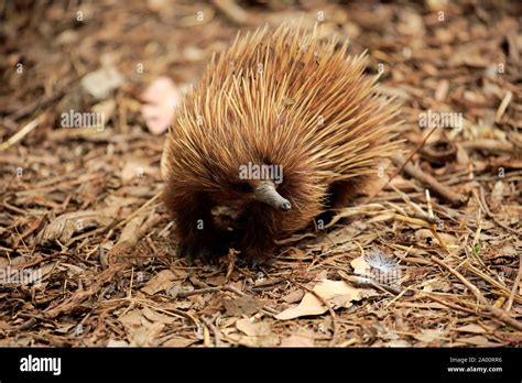 Short Beaked Echidna Adult Parndana Kangaroo Island South Australia