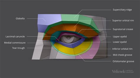 ArtStation Planes Of The Human Eye Gusztav Velicsek Eye Anatomy